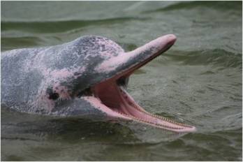 Új delfinfajt találtak egy brazil folyóban