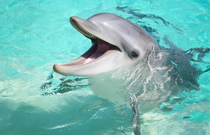 Vegyi szennyezés fenyegeti a delfineket