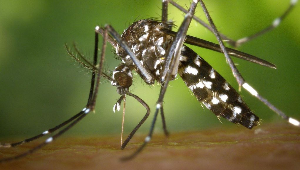 Génmódosított szúnyogokat engedhetnek szabadon Amerikában