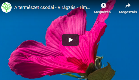 A természet csodái – Virágzás – Time-lapse videó