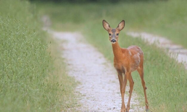 Őzike sétált a vadászok csőre töltött puskája elé, hogy barátkozzon – videó