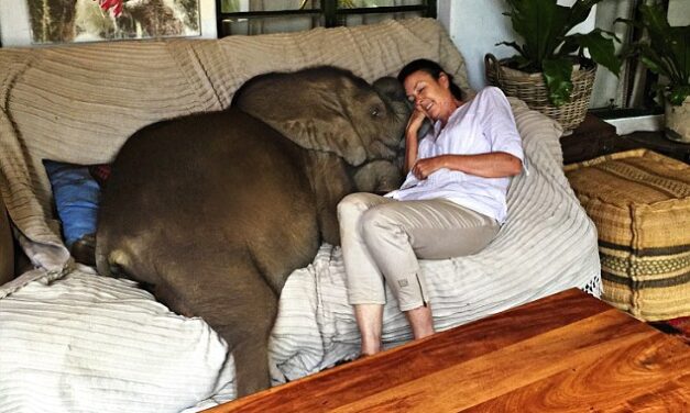 Mindenhova követi megmentőjét a halálból megmentett kiselefánt