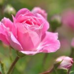 Rózsa gondozása – Részletes útmutató