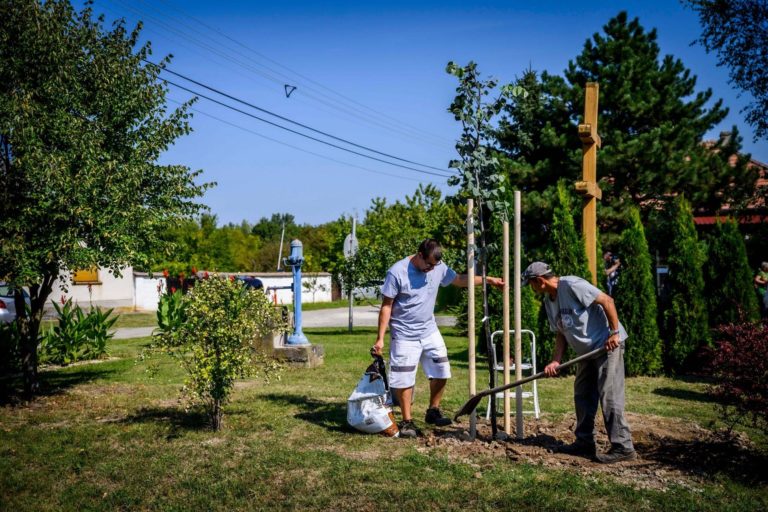 Településfásítási Program: több mint ötezer fát ültettek el az őszi időszakban